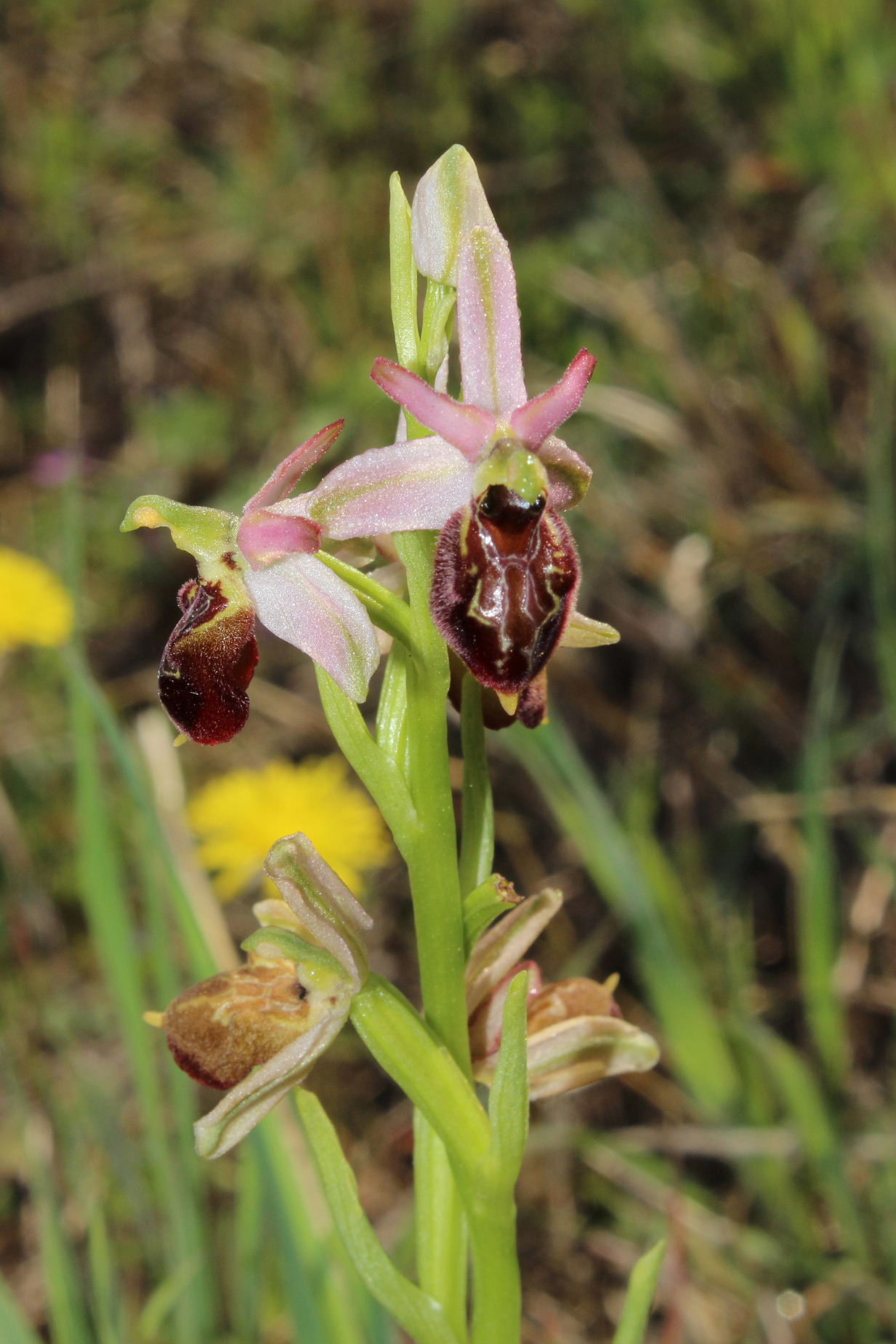 Per Orchidee lungo la piana del fiume Magra (SP)